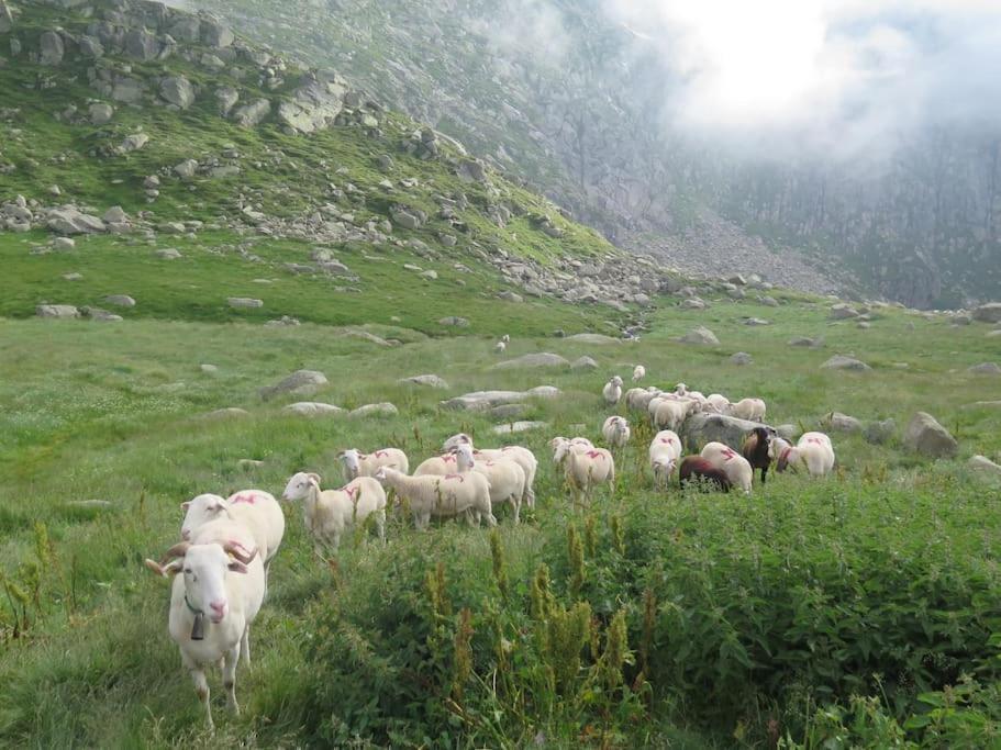 "Le Desman" Confortable T2 A La Montagne Face Aux Thermes Rando, Cure Aulus-les-Bains Exteriér fotografie